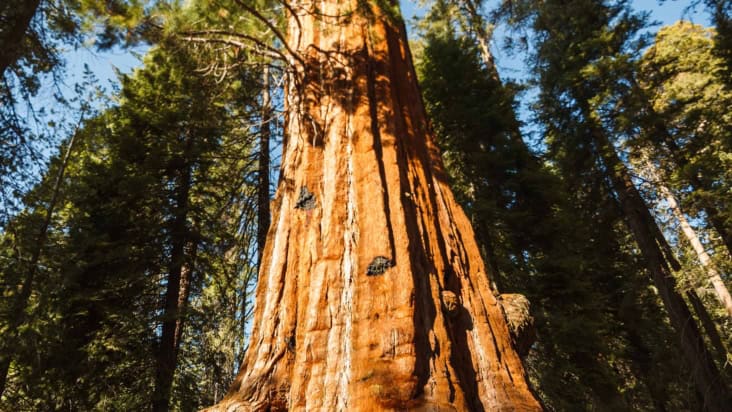 Giant sequoia