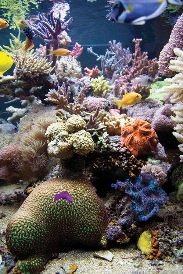 Photo of the Great Barrier Reef, with lots of colourful fish, corals and other sea life