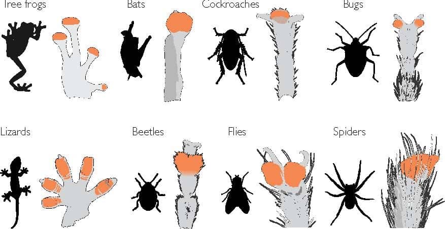 Different footpad size v/s animal size