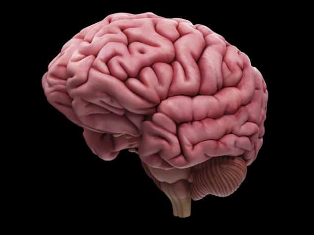 The human brain