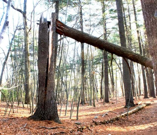 A storm-damaged broken tree