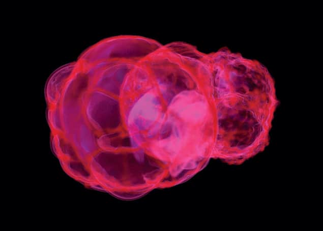 Simulations of nearby supernovae