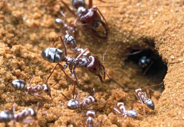 Image of the Saharan silver ant Cataglyphis bombycina