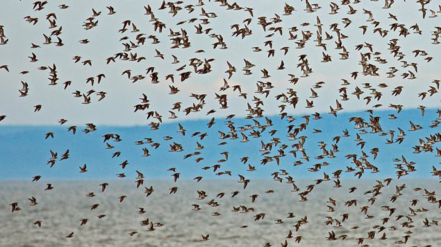 Complex interactions: complexity and collective phenomena – Physics World