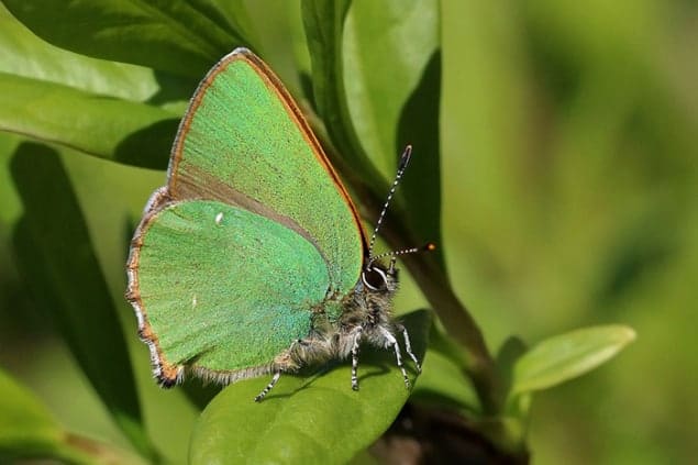 Photograph of the Callophrys rubi butterfly