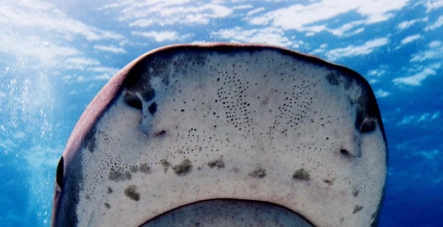 Photograph of the snout of a tiger shark showing ampullae of Lorenzini