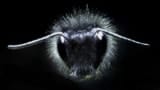 Photograph of the head of a bumble-bee