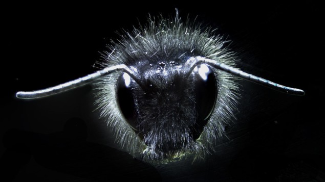 Photograph of the head of a bumble-bee Photograph of the head of a bumble-bee