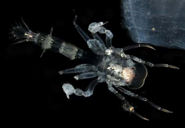 Microscope image of a hyperiid crustacean