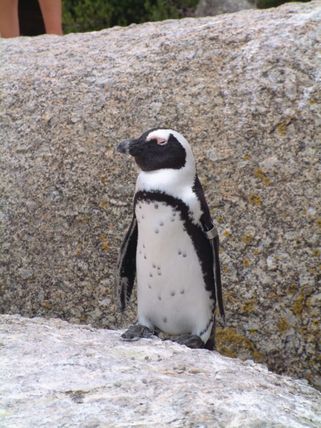 Small black-and-white penguin, with a white belly dotted with black spots, and a metal band around the top of its left flipper