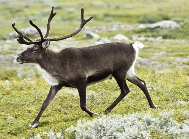 Photo of a reindeer