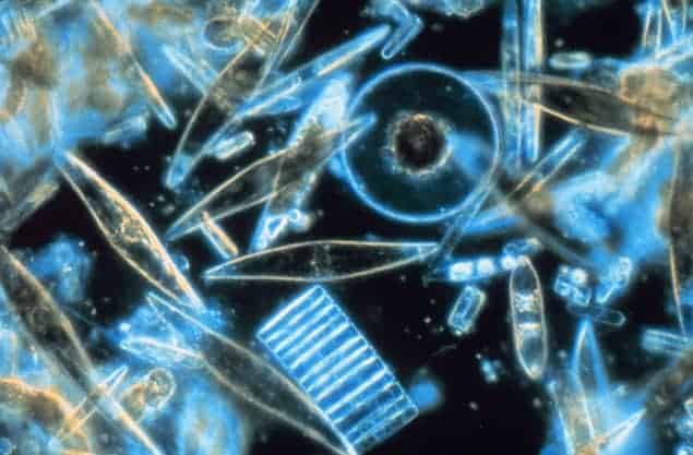Microscope image of phytoplankton Microscope image of phytoplankton