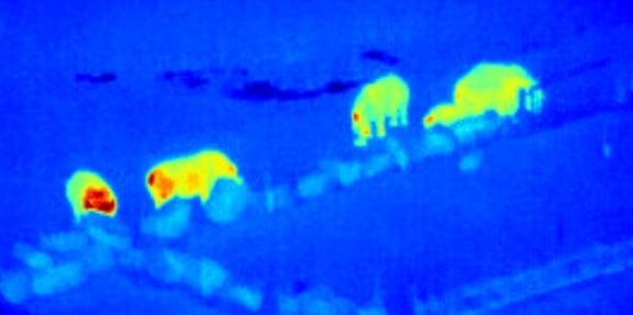 False-colour, thermal-infrared image of a &quot;crash&quot; of rhinos taken from drone video footage at Knowsley Safari Park.