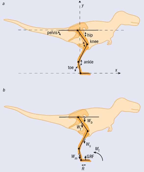 Jurassic Park a lie; T. rex couldn't run says latest research