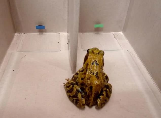 Photograph of a frog during a behavioural experiment