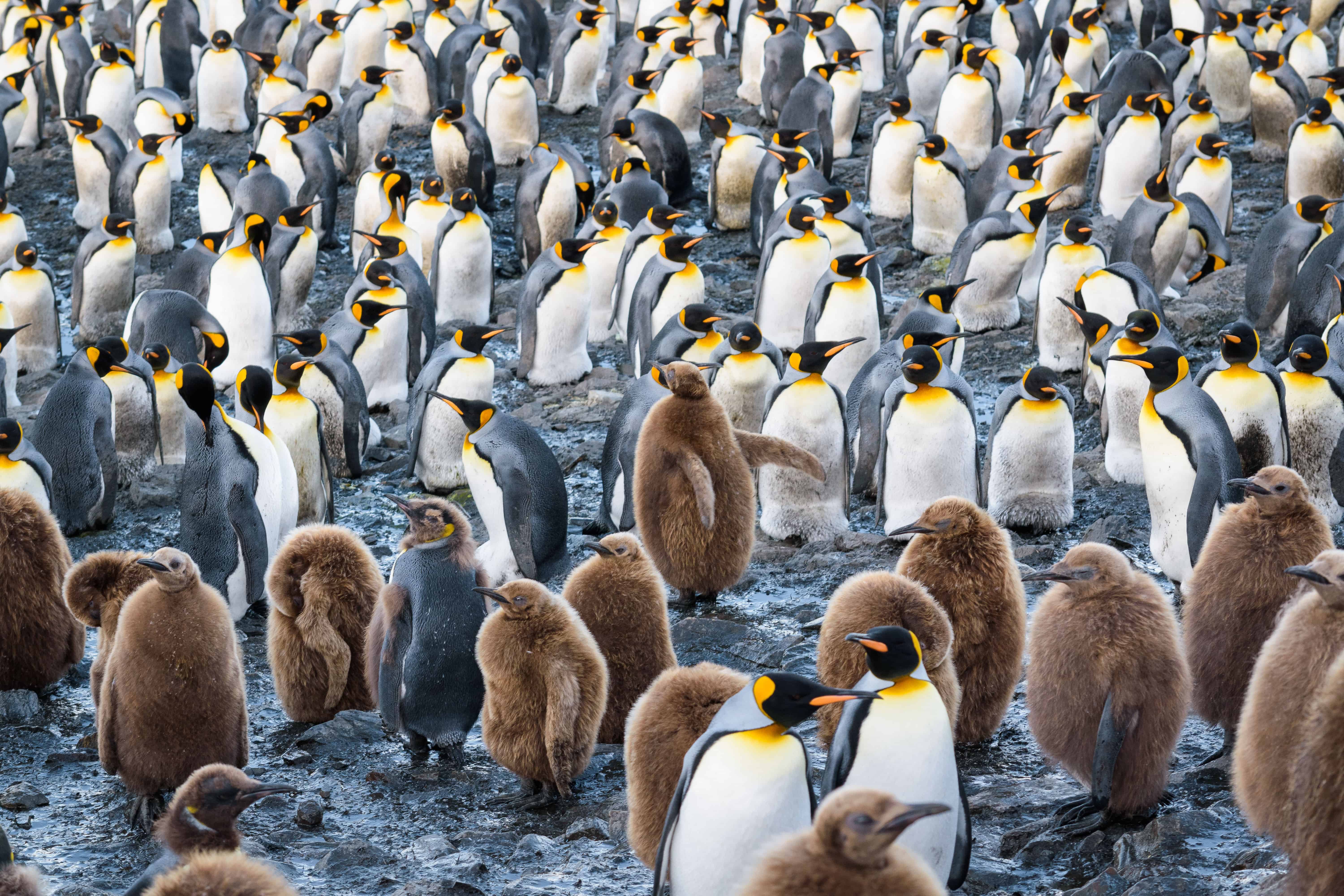 Photo of penguins