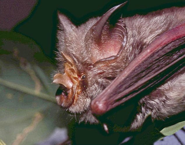 Photograph of a Ruppell's horseshoe bat