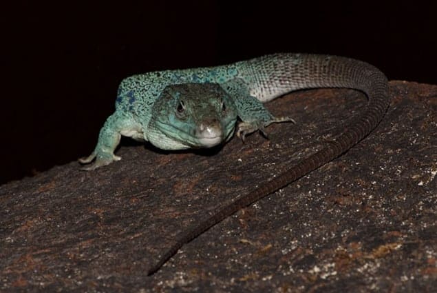 Photograph of an ocellated lizard