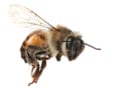 Bee in flight