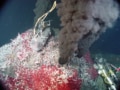 Tube worms in an ocean vent