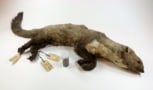 pine marten