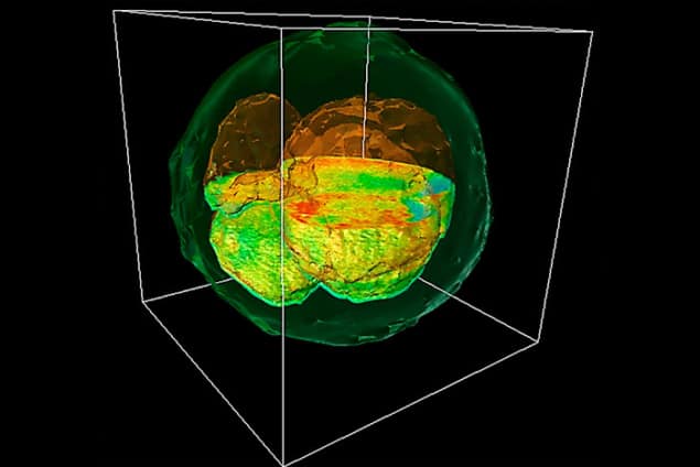 A GLIM image of a rendered cow embryo A GLIM image of a rendered cow embryo