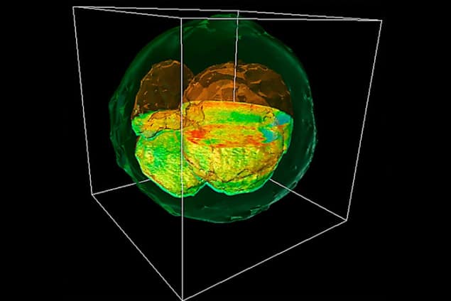 A GLIM image of a rendered cow embryo