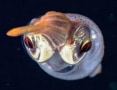 Photograph of a longfin inshore squid