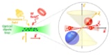 Diagram showing how the molecules and trapped and manipulated