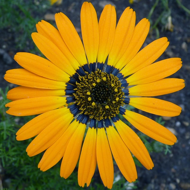 A photograph of a flower showing a blue bullseye pattern produced by disordered photonic structures