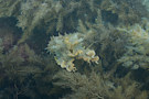 Photograph of a giant Australian cuttlefish (Sepia apama) is expressing its papillae