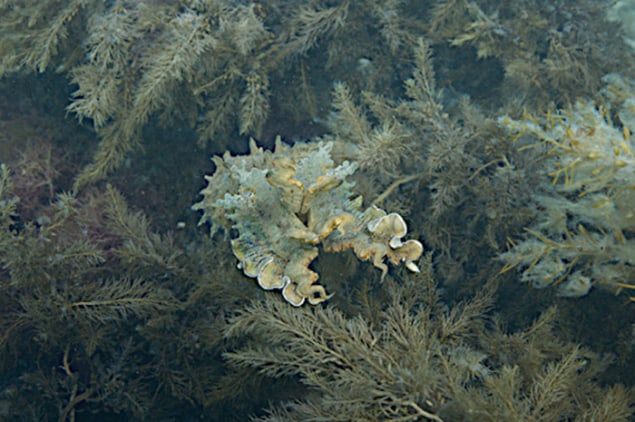 Photograph of a giant Australian cuttlefish (Sepia apama) is expressing its papillae Photograph of a giant Australian cuttlefish (Sepia apama) is expressing its papillae
