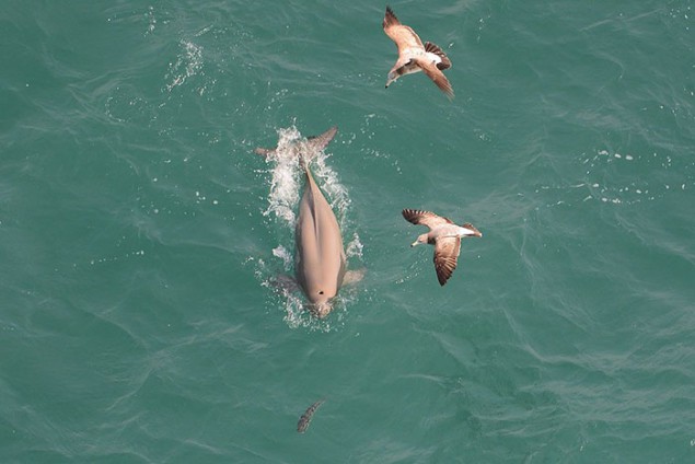 Photograph of a finless porpoise