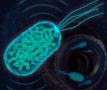 Illustration of a bacterium containing gas vesicles