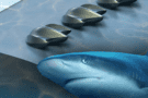 Illustration showing the artificial denticles and a shortfin mako shark