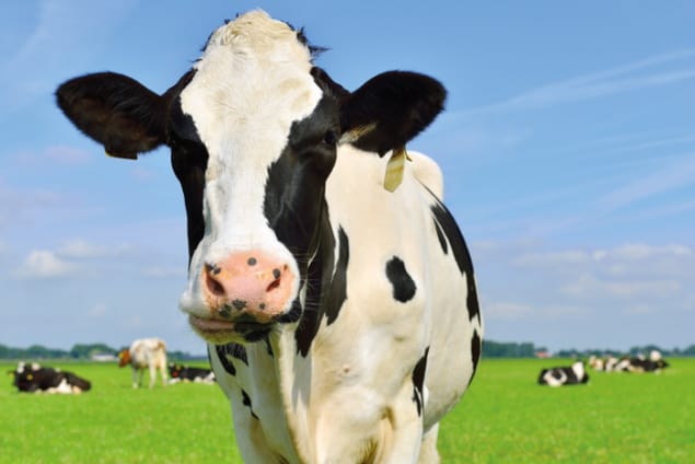 Photo of a black and white cow in a green field