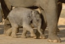 Photograph of elephants