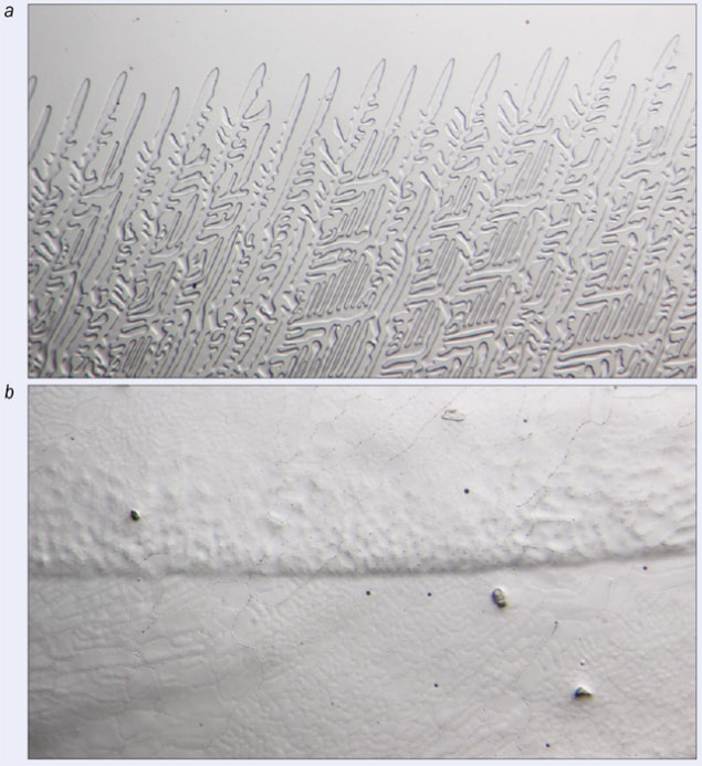 Microscope images of dendritic ice crystals in a salt solution and the ice crystals in a plain water solution