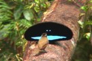 Super-black: a male bird of paradise struts his stuff