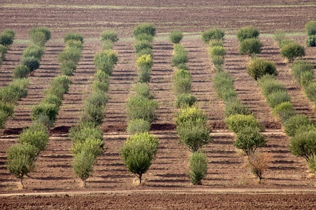 Photograph of a pistachio orchard Photograph of a pistachio orchard