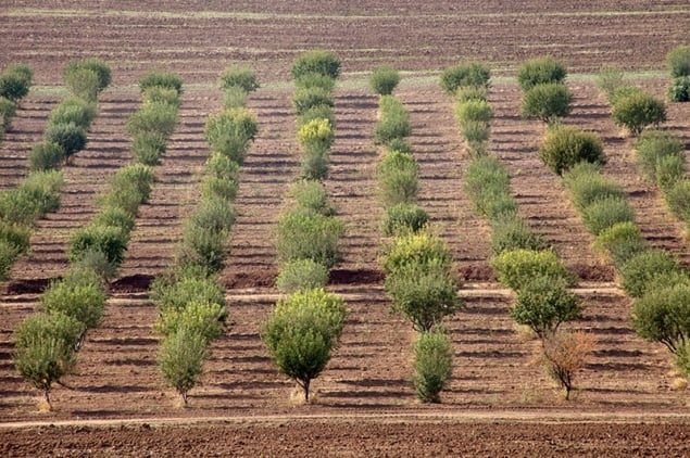 Photograph of a pistachio orchard