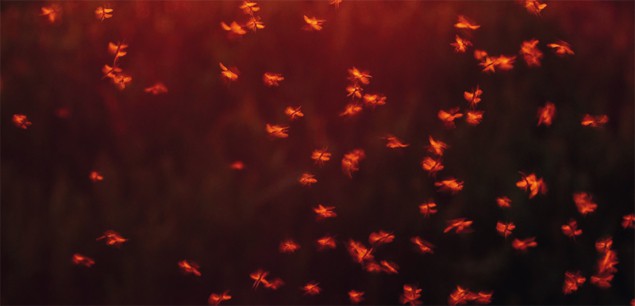 midge swarm