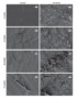 SEM images of biofouling on polyethylene