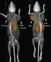 PET images of vehicle-treated (control) and CpG-treated mice