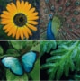 Bilder av en blomst, påfugl, bregne og sommerfugl