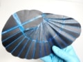 Photograph of an artificial earwig wing