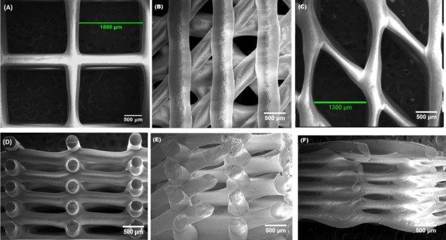 SEM images of 3D-printed PCL scaffolds
