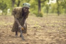 Farmer in Ghana