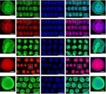 Laser printing of stem cells