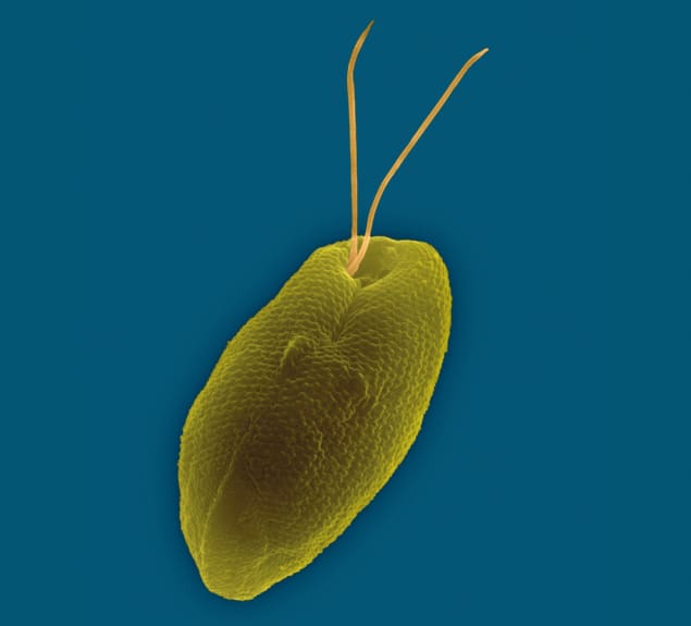 Coloured scanning electron micrograph of Rhodomonas salina
